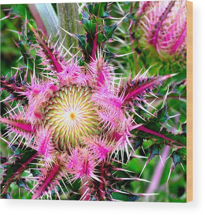 Thistle Wood Print featuring the photograph Texas Thistles by Antonia Citrino