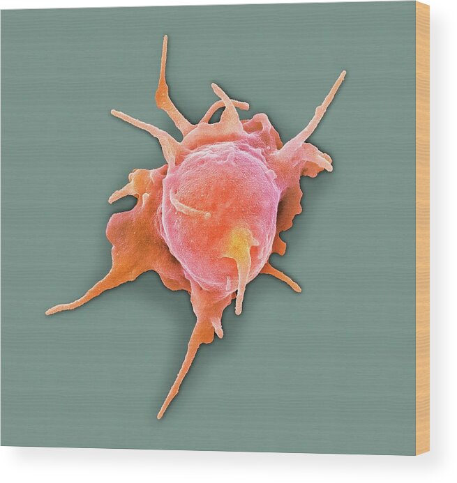 Cell Wood Print featuring the photograph Blood Platelet #1 by Science Photo Library