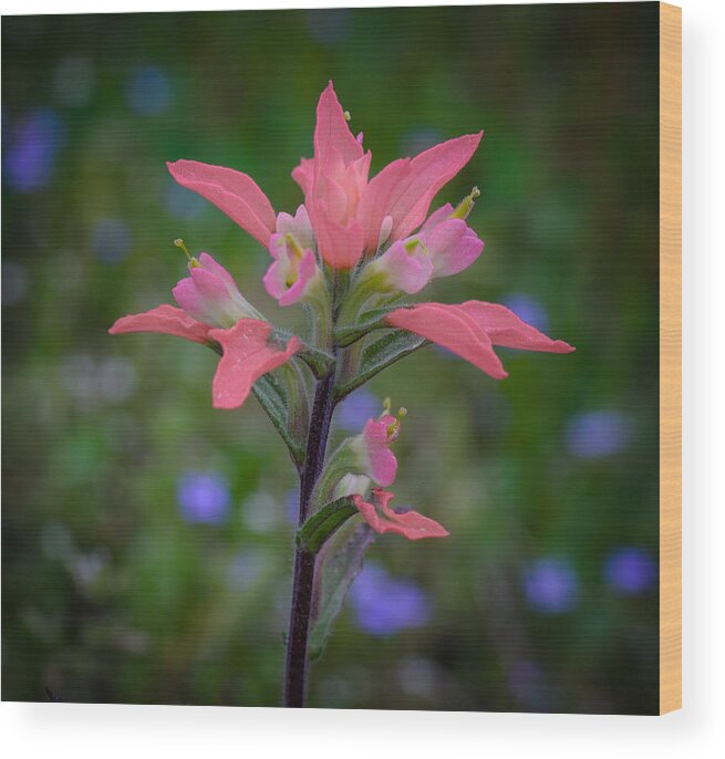 Indian Paintbrush Wood Print featuring the photograph Indian Paintbrush by James Barber
