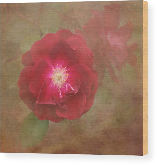Rose Wood Print featuring the photograph Rose #1 by Angie Vogel