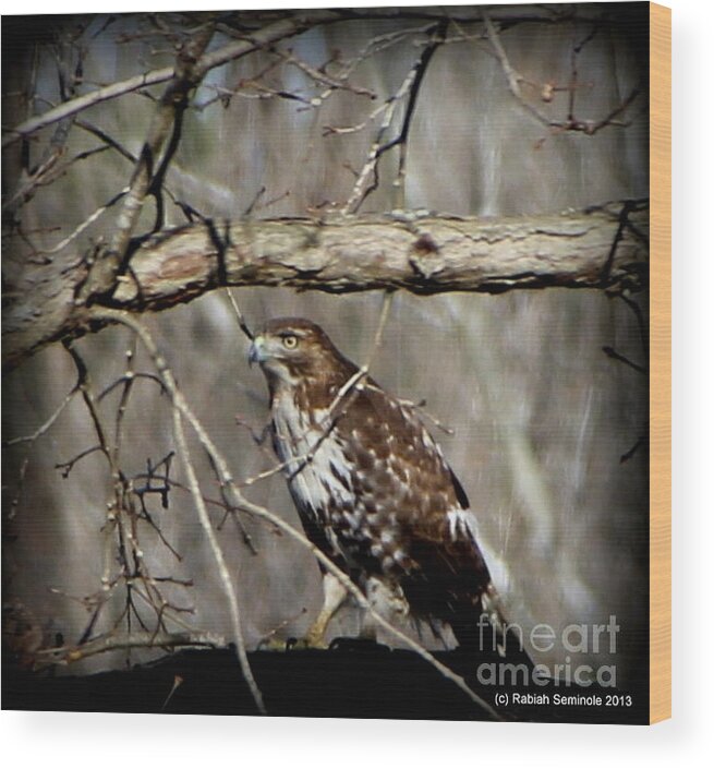 Hawk Wood Print featuring the photograph The Visitor #1 by Rabiah Seminole