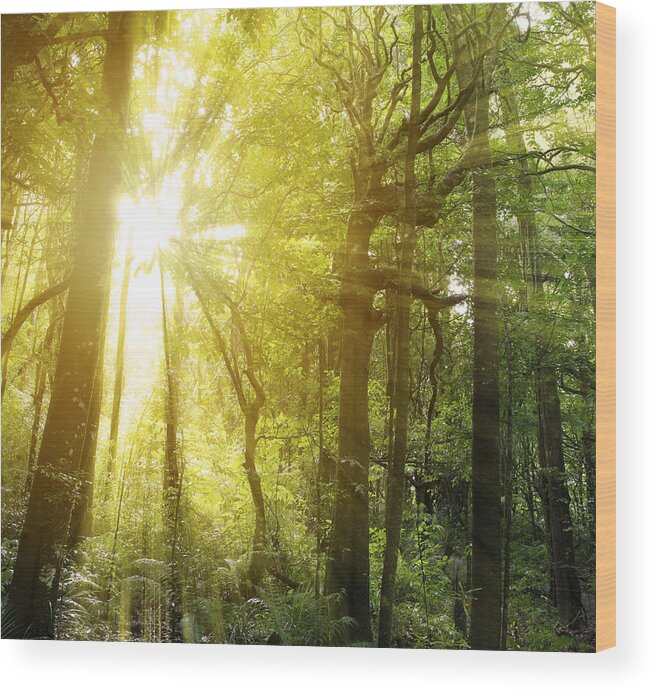 New Zealand Wood Print featuring the photograph Forest light #15 by Les Cunliffe