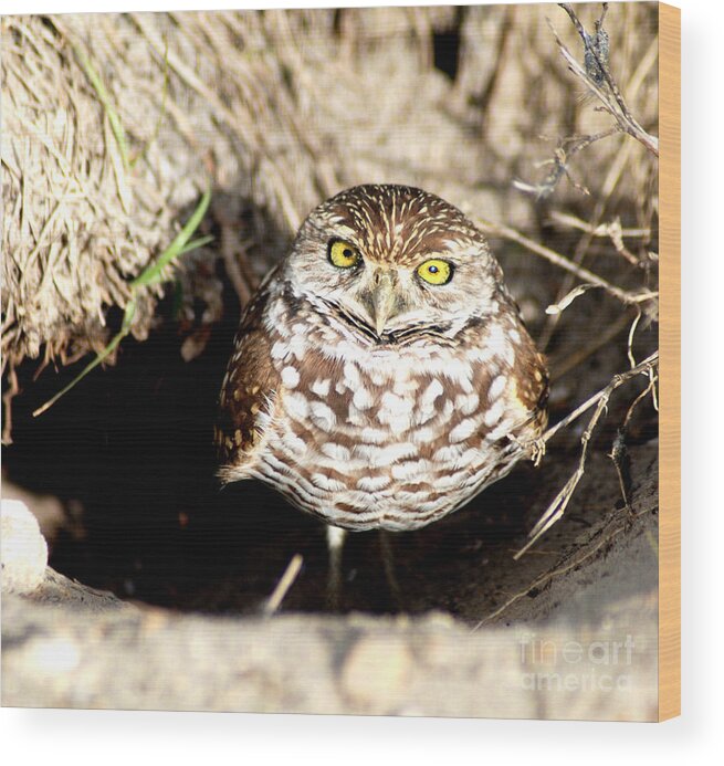 Bird Wood Print featuring the photograph Owl by Oksana Semenchenko