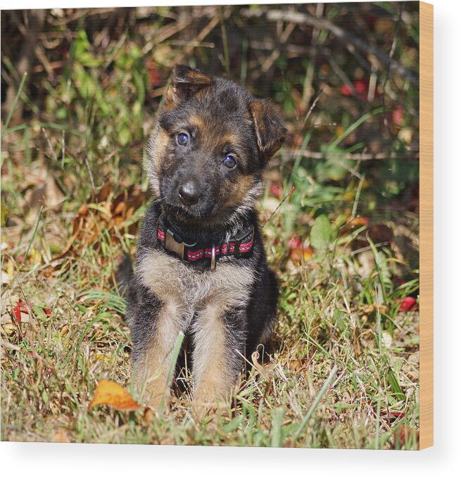 German Shepherd Wood Print featuring the photograph Pretty Puppy #2 by Sandy Keeton