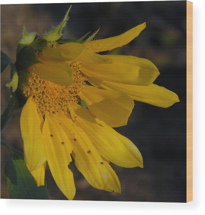 Flower Wood Print featuring the photograph Sunflower #2 by Deborah Coe