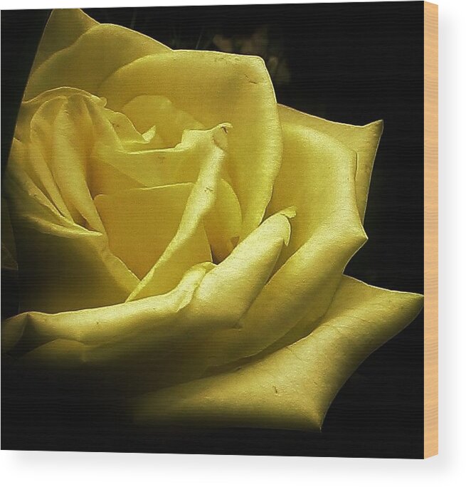 Flora Wood Print featuring the photograph A Rose for You by Bruce Bley