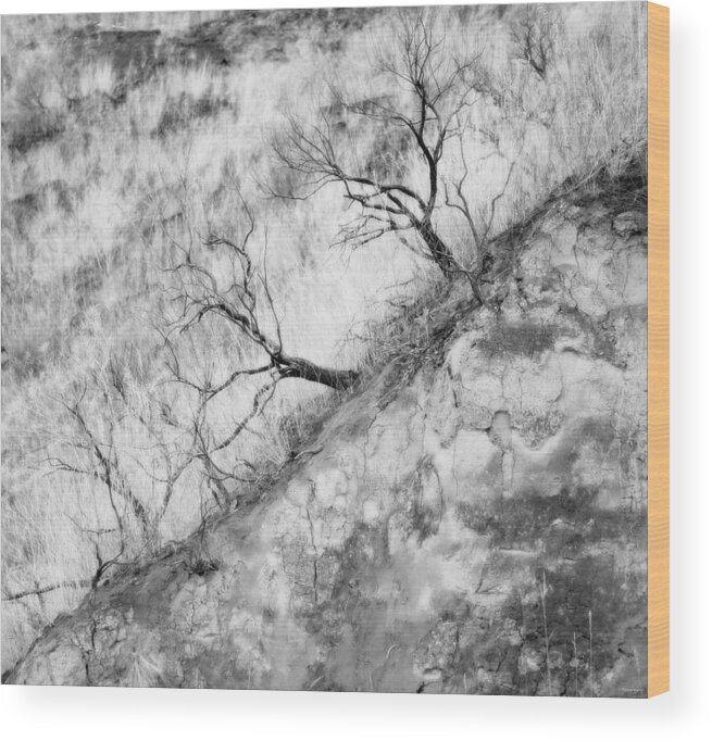 Sagebrush Wood Print featuring the photograph Ancient Sagebrush by Theresa Tahara