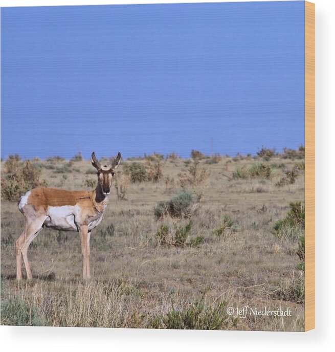 Wildlife Wood Print featuring the photograph Antelope by Jeff Niederstadt