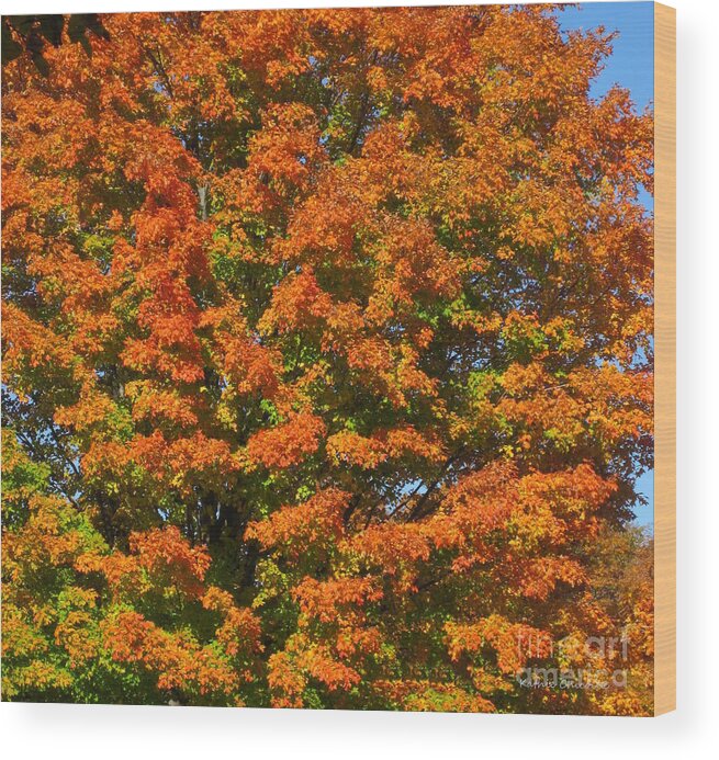 Autumn Wood Print featuring the photograph Autumn Splendor by Kathie Chicoine