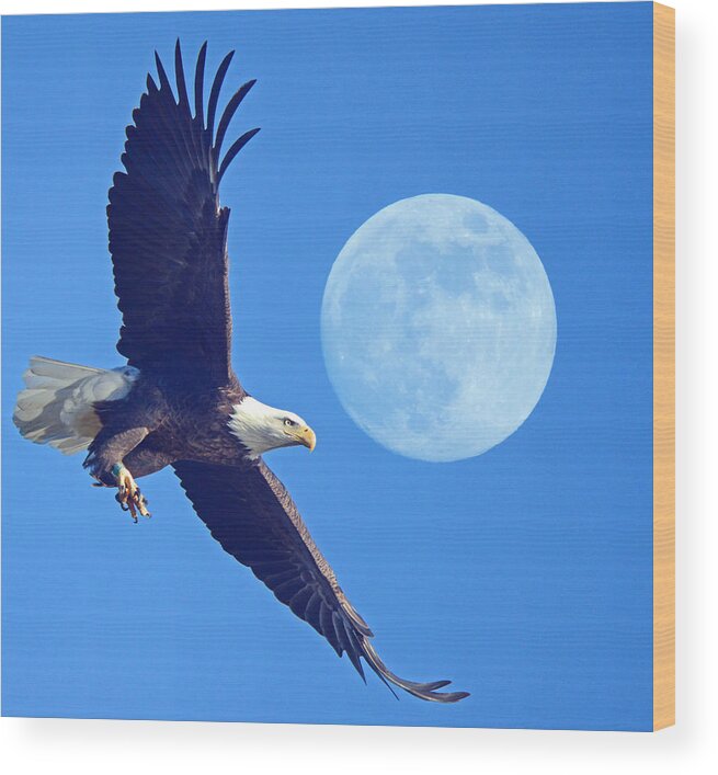 Bald Eagle And Full Moon Wood Print featuring the photograph Bald Eagle and Full Moon by Raymond Salani III
