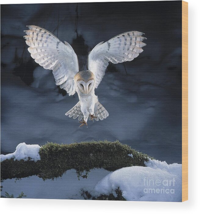Bird Wood Print featuring the photograph Barn Owl Landing by Manfred Danegger