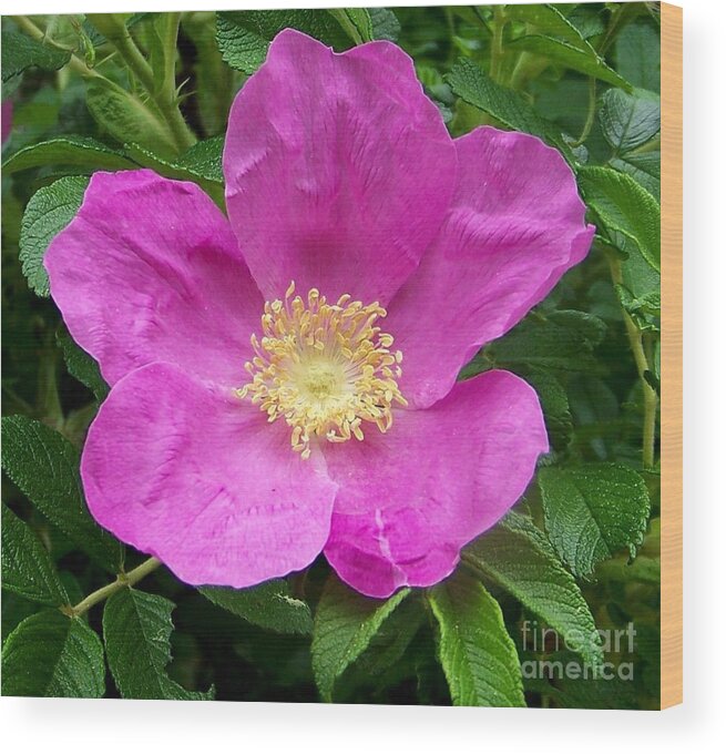 Green Wood Print featuring the photograph Pink Beach Rose Fully In Bloom by Eunice Miller