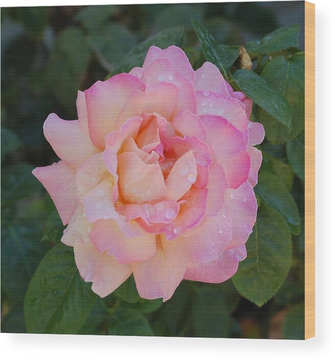 Linda Brody Wood Print featuring the photograph Beautiful Pink Rose by Linda Brody