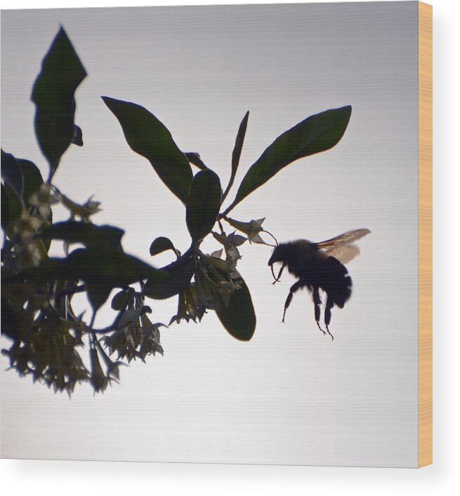 Bee Wood Print featuring the photograph Bee In Flight by Kerri Farley