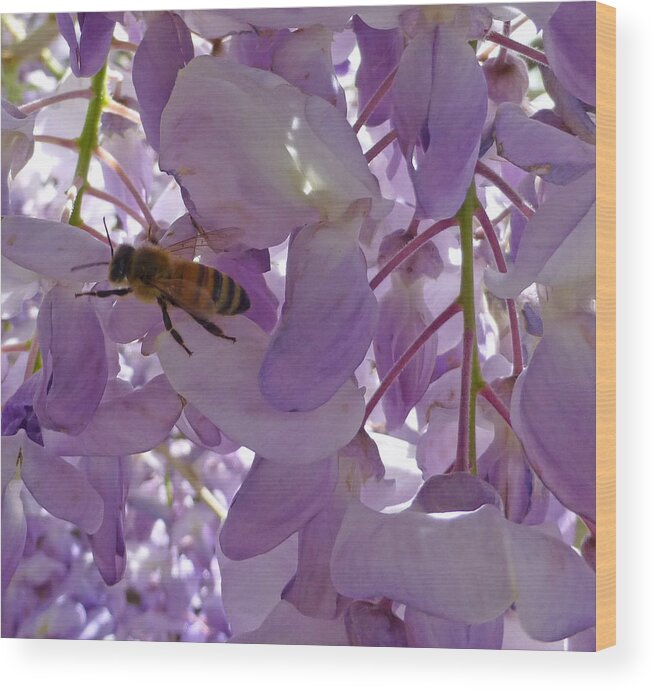 Honey Wood Print featuring the photograph Bee in Wisteria by Claudia Goodell