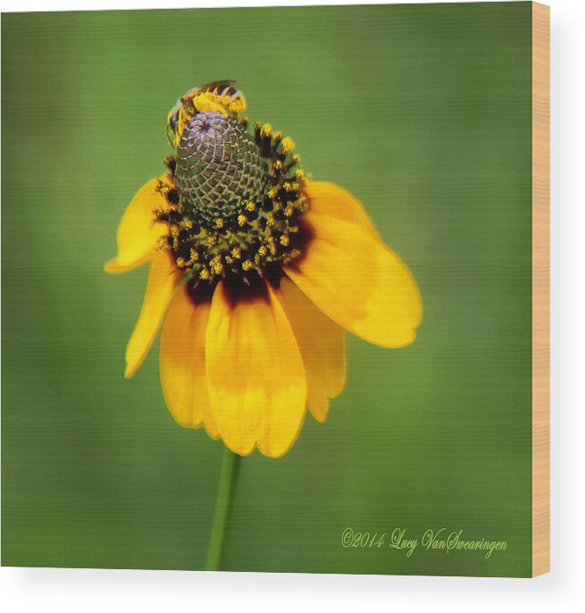 Bee Wood Print featuring the photograph Bee My Coneflower by Lucy VanSwearingen