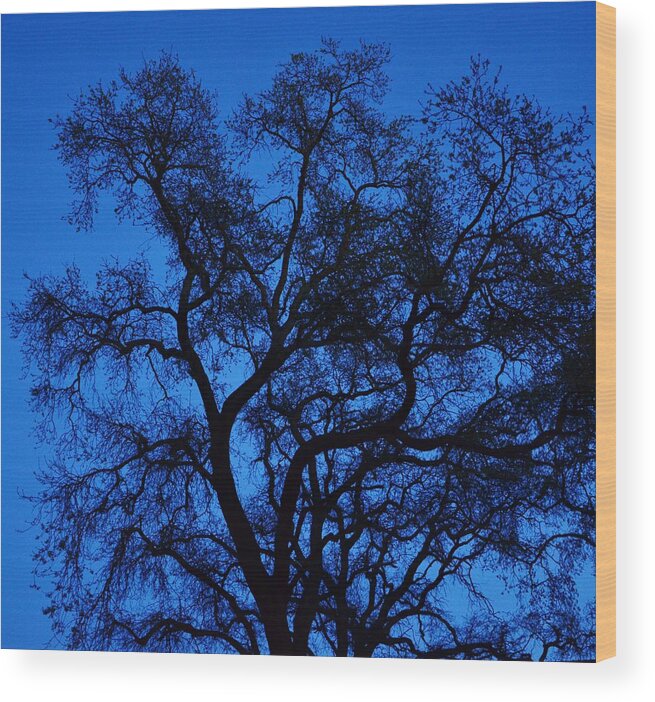 Oak Wood Print featuring the photograph Big Blue Sky Oak by Marilyn MacCrakin