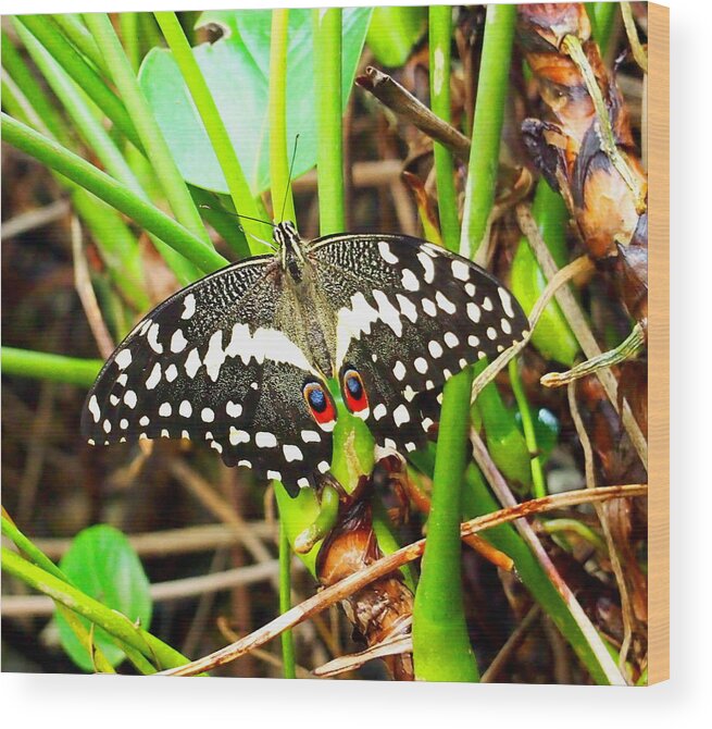 Black White Butterfly with Red Spots Wood Print by Amy McDaniel - Fine Art America