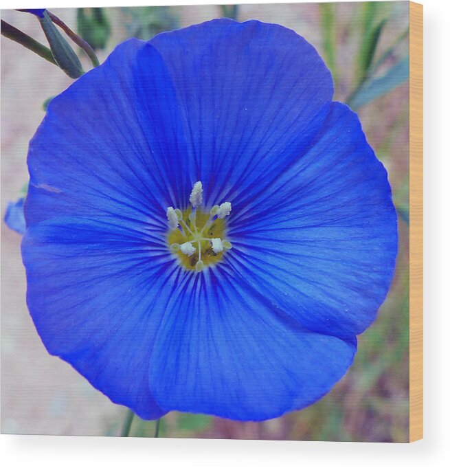 Flower Wood Print featuring the photograph Blue is blue by Thomas Samida