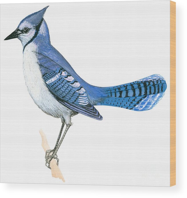 Blue Jay Wood Print featuring the drawing Blue jay by Anonymous