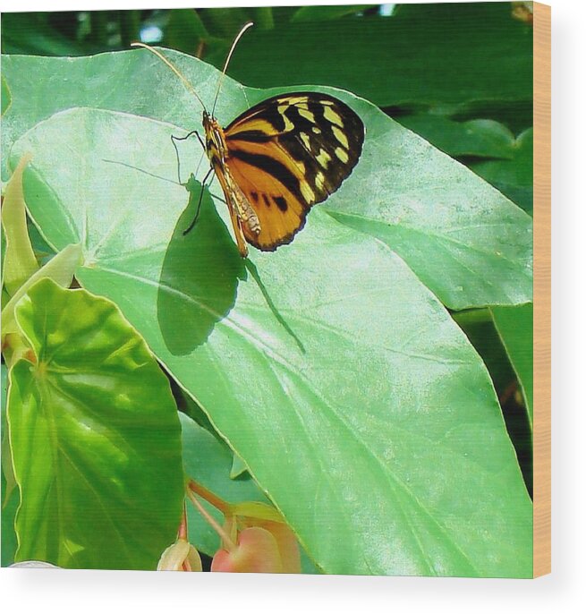 Butterfly Wood Print featuring the photograph Butterfly Chasing Shadow by Janette Boyd