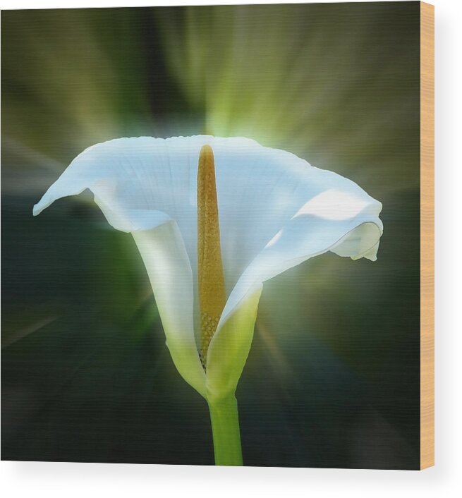 Photograph Wood Print featuring the photograph Calla Lily by Frank Bright