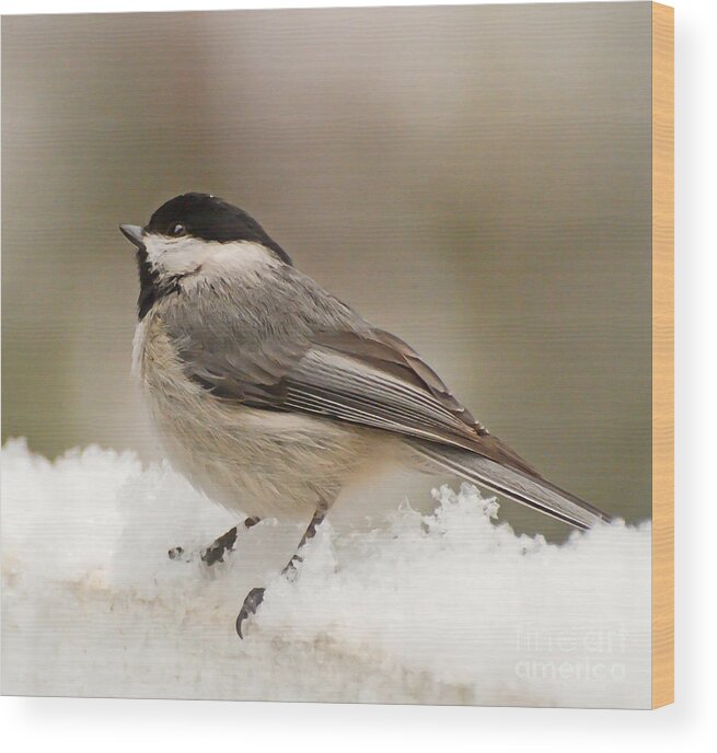 Bird Wood Print featuring the photograph Chickadee In the Snow by Kerri Farley