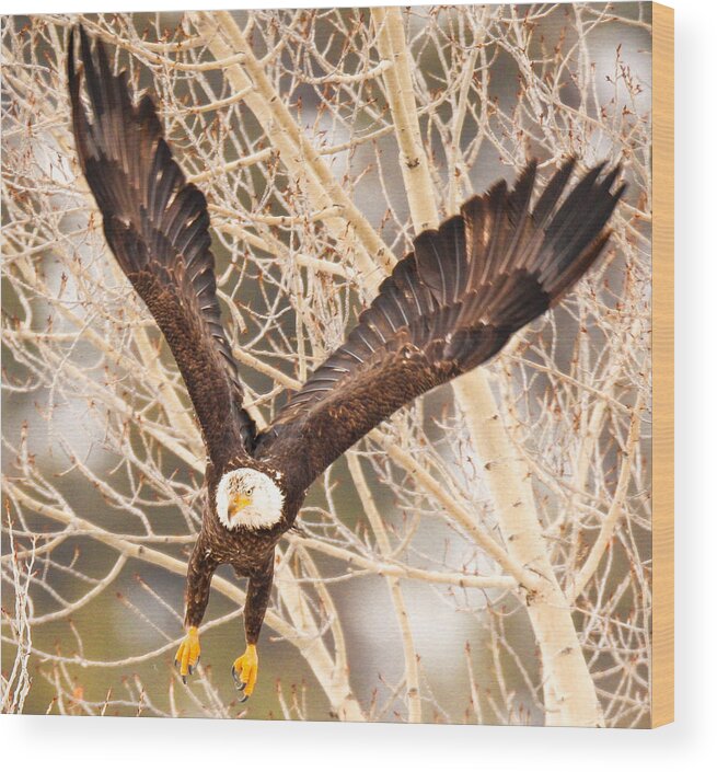Eagle Wood Print featuring the photograph Colorado River by Kevin Dietrich
