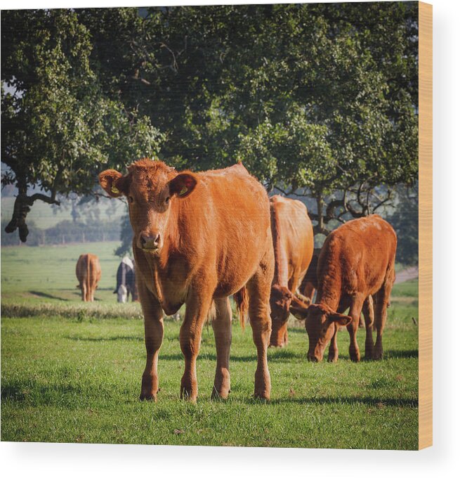 Grass Wood Print featuring the photograph Cow In A Field by Deborah Pendell