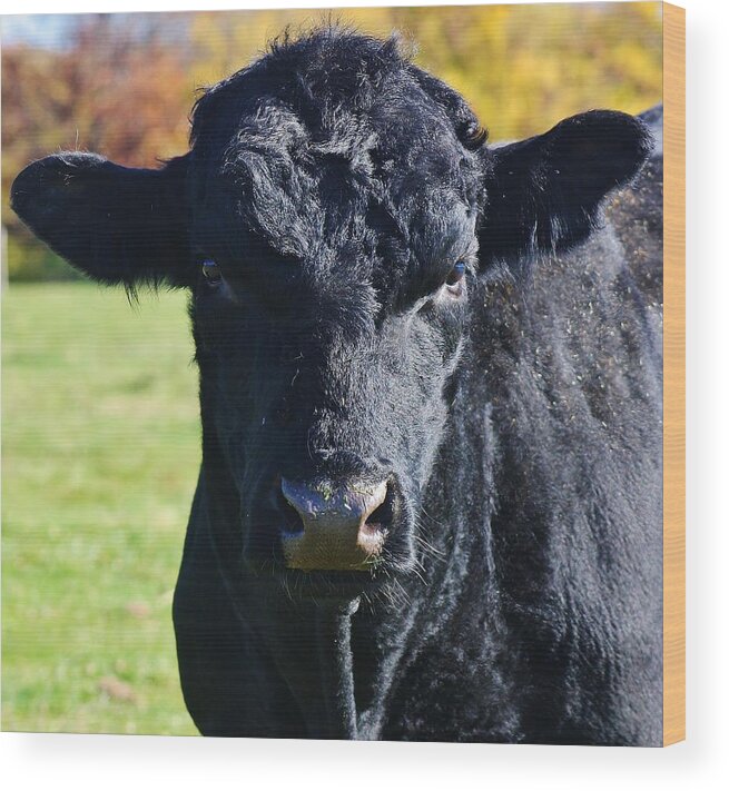 Black Angus Wood Print featuring the photograph Curious Black Angus by Bruce Bley