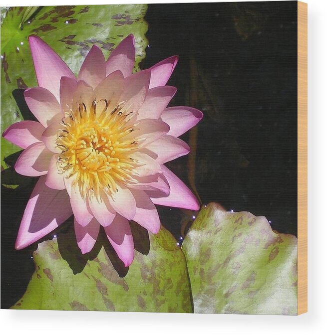 Water Lily Wood Print featuring the photograph Delicate Transplant by John Glass