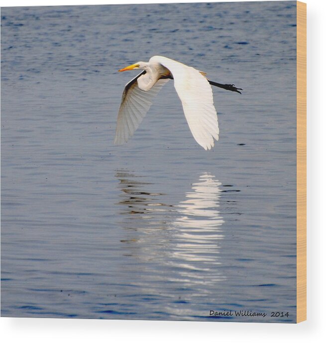Egret Wood Print featuring the photograph Egret flying at Harkers Island by Dan Williams