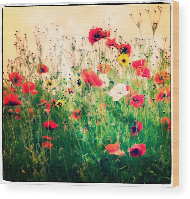 Flower Wood Print featuring the photograph Field of Poppy's by Spikey Mouse Photography