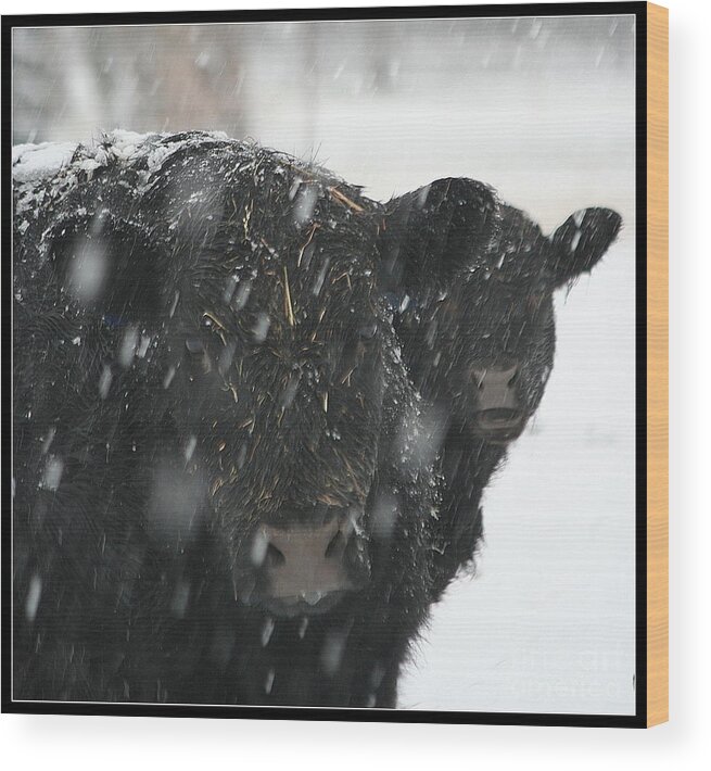 Cow Wood Print featuring the photograph First Snow by Robyn Pervin