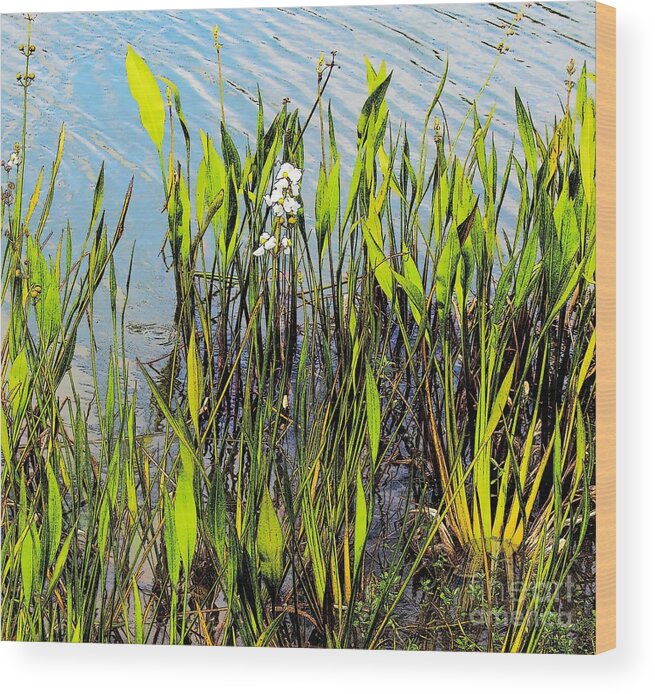 Conservation Pond Wood Print featuring the photograph Flower and Pond Grass by Jeanne Forsythe