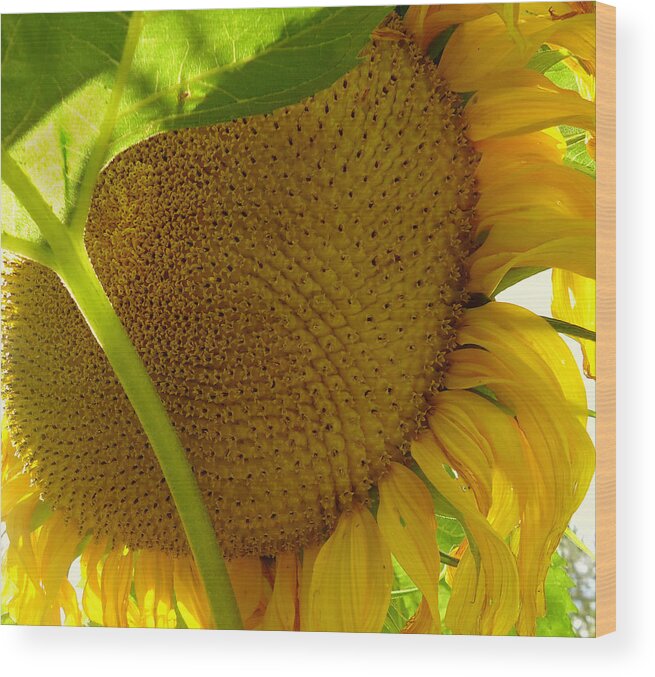 Sunflower Wood Print featuring the photograph Flower of the Sun by Peter Mooyman