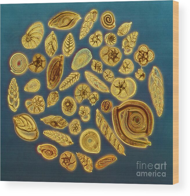 Animal Wood Print featuring the photograph Foraminifera, Light Micrograph by Frank Fox