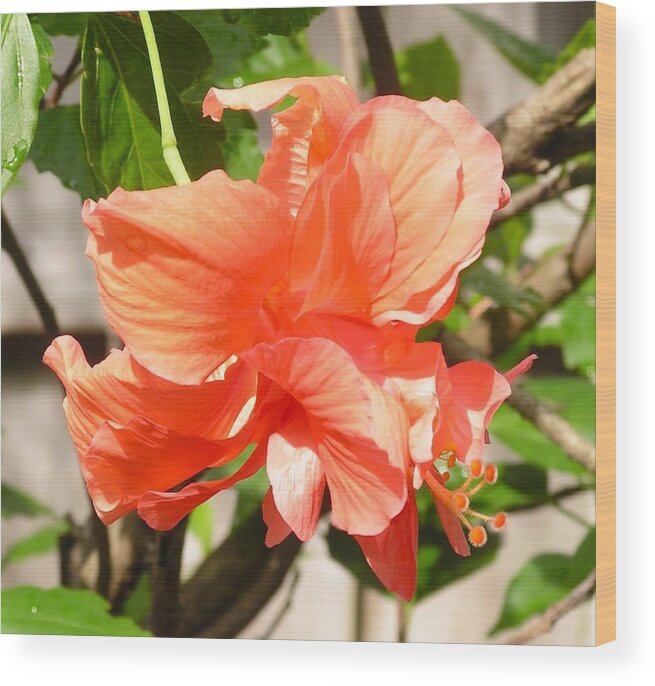 Flower Tropical Wood Print featuring the photograph From Ohio to Texas by Annika Farmer