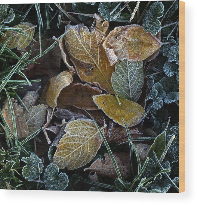 Leaf Wood Print featuring the photograph Frosty Autumn Leaves by Ellen Tully