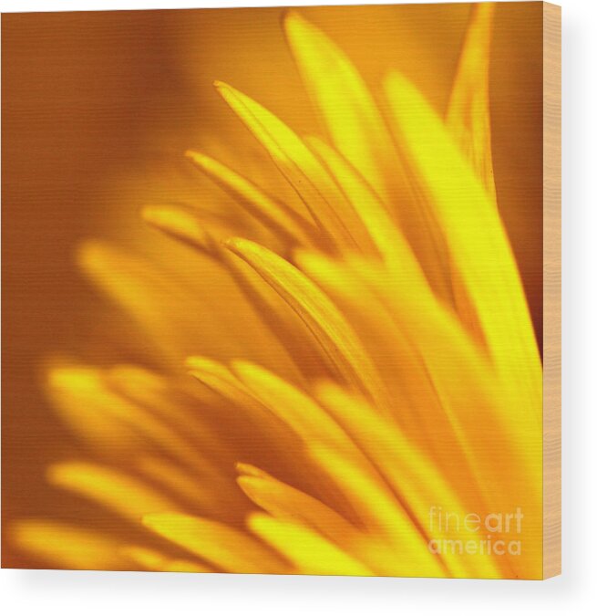 Yellow Wood Print featuring the photograph Golden Dahlia by Michael Cinnamond