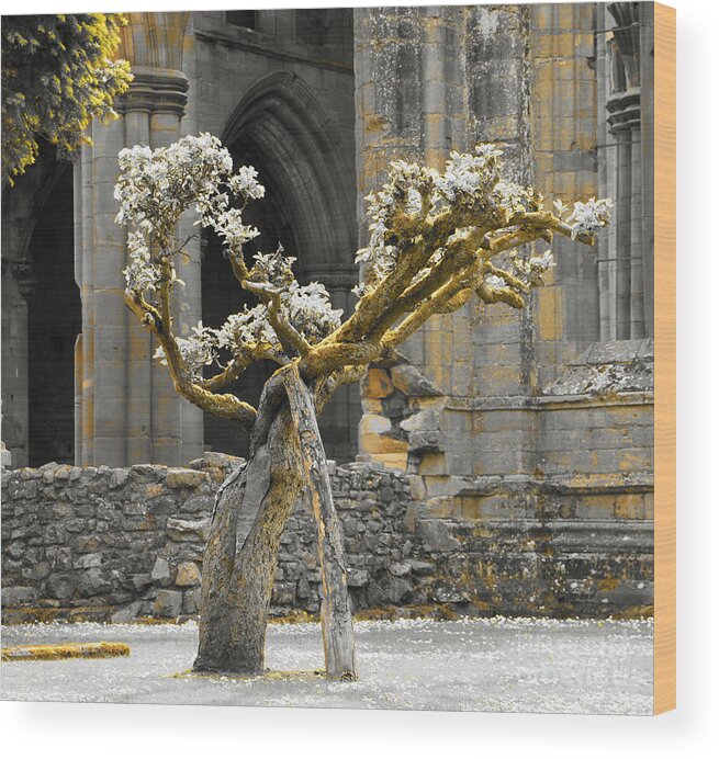 Alone Tree Wood Print featuring the photograph Golden elderly by Elena Perelman