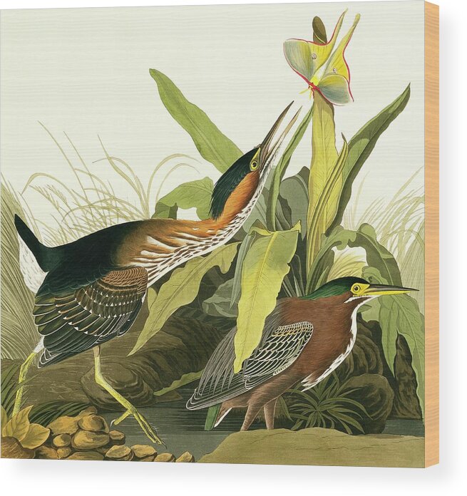 Illustration Wood Print featuring the photograph Green Heron by Natural History Museum, London/science Photo Library