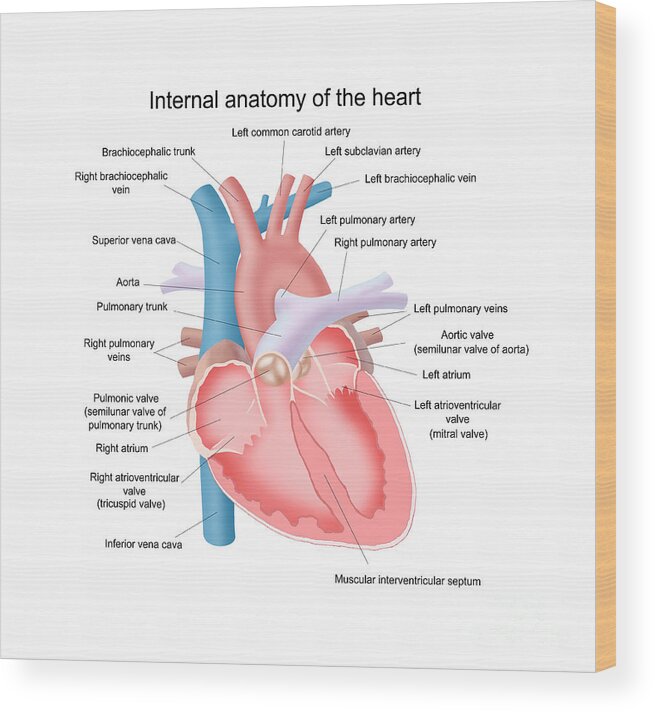 Art Wood Print featuring the photograph Heart Anatomy by Carlyn Iverson