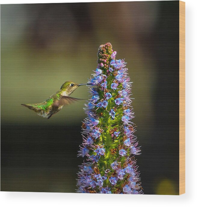 Hummingbird Wood Print featuring the photograph Hummingbird by Asif Islam