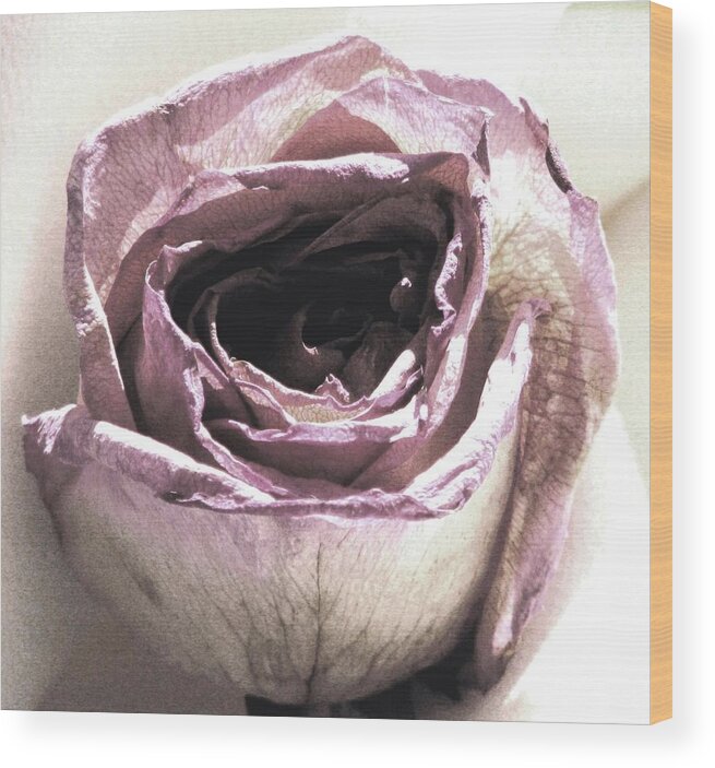 Roses Wood Print featuring the photograph Hush by Angela Davies