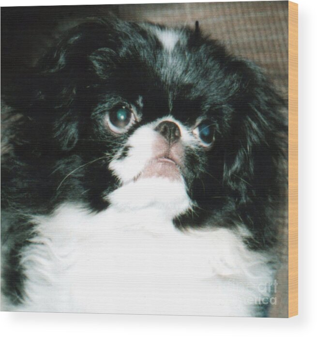 Japanese Chins Wood Print featuring the photograph Japanese Chin Puppy Portrait by Jim Fitzpatrick