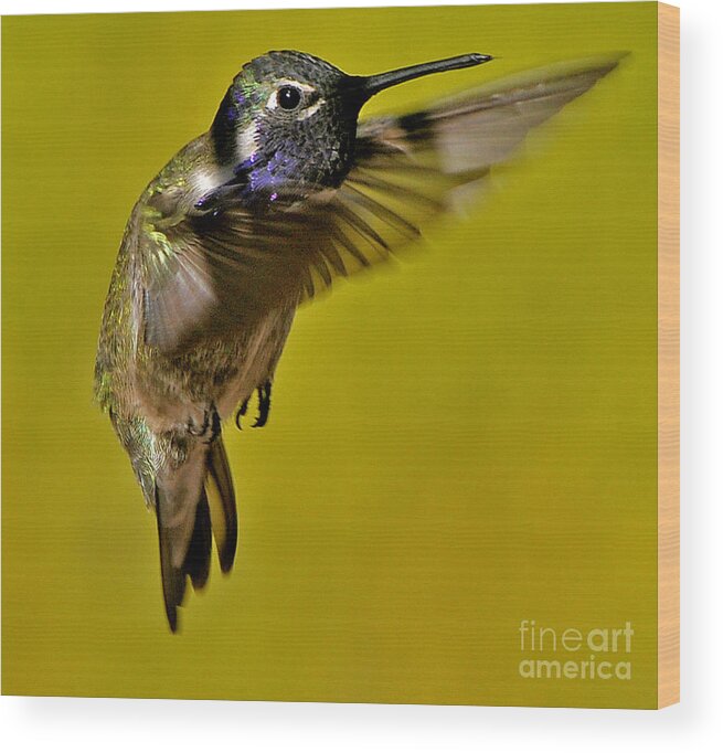 Hummingbird Wood Print featuring the photograph Juvenile Male Allen Hummingbird In Flight Ready To Land by Jay Milo