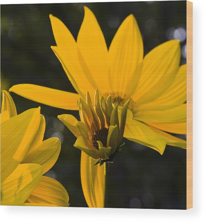 Yellow Wood Print featuring the photograph Late summer Blooms by Michael Friedman