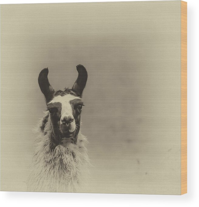 Llama Wood Print featuring the photograph Llama  by James Canning