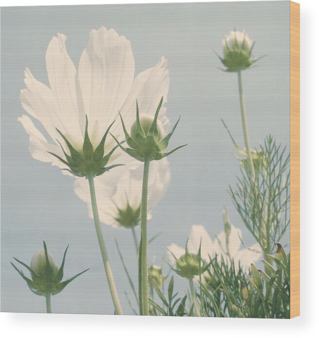 Flower Wood Print featuring the photograph Looking Up by Kim Hojnacki